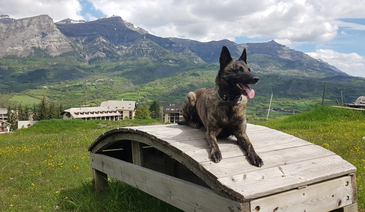 Un metier qui concilie ma passion de la nature et mon amour des chiens. Je suis toujours au contact de l'un et de l'autre.