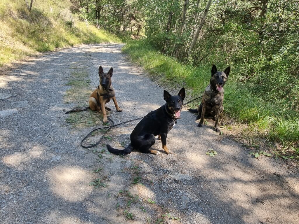 Les vieux chiens apporte de l'équilibre, et aide beaucoup les chiens qui ont des difficultés.