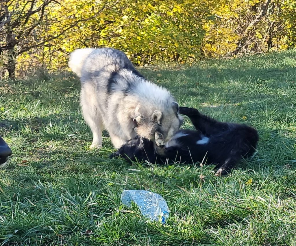 Eviter la peur des chiens.